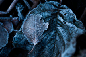 Frozen Leaves, dark color with white frost Frozen Leaves, dark color with white frost